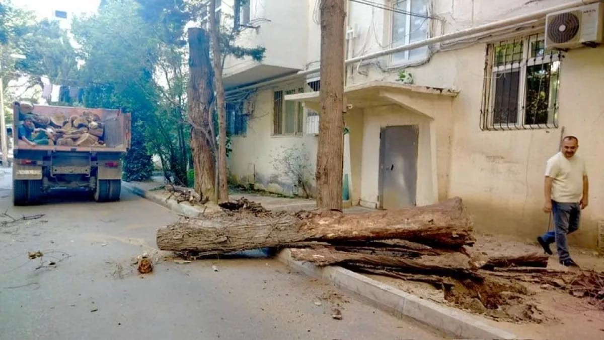 Nəsimidə kəsilən ağacların yerinə yeniləri əkilir - FOTOLAR